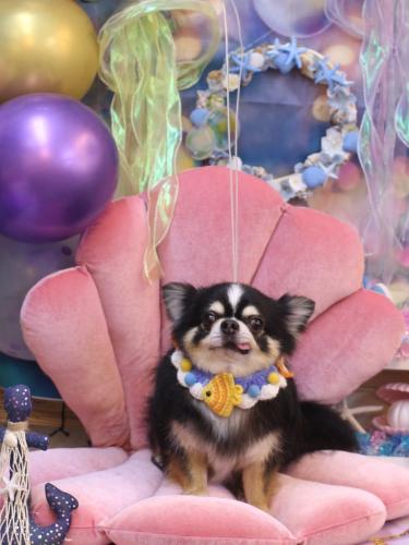 20240824ごまくん